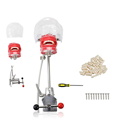 Professional Dental Oral Cavity Training Simulator Head - Lifelike Teeth Model for Denture Practice, Dental School Education & Clinical Training | Perfect for Dental Students, Dentists & Orthodontic Labs