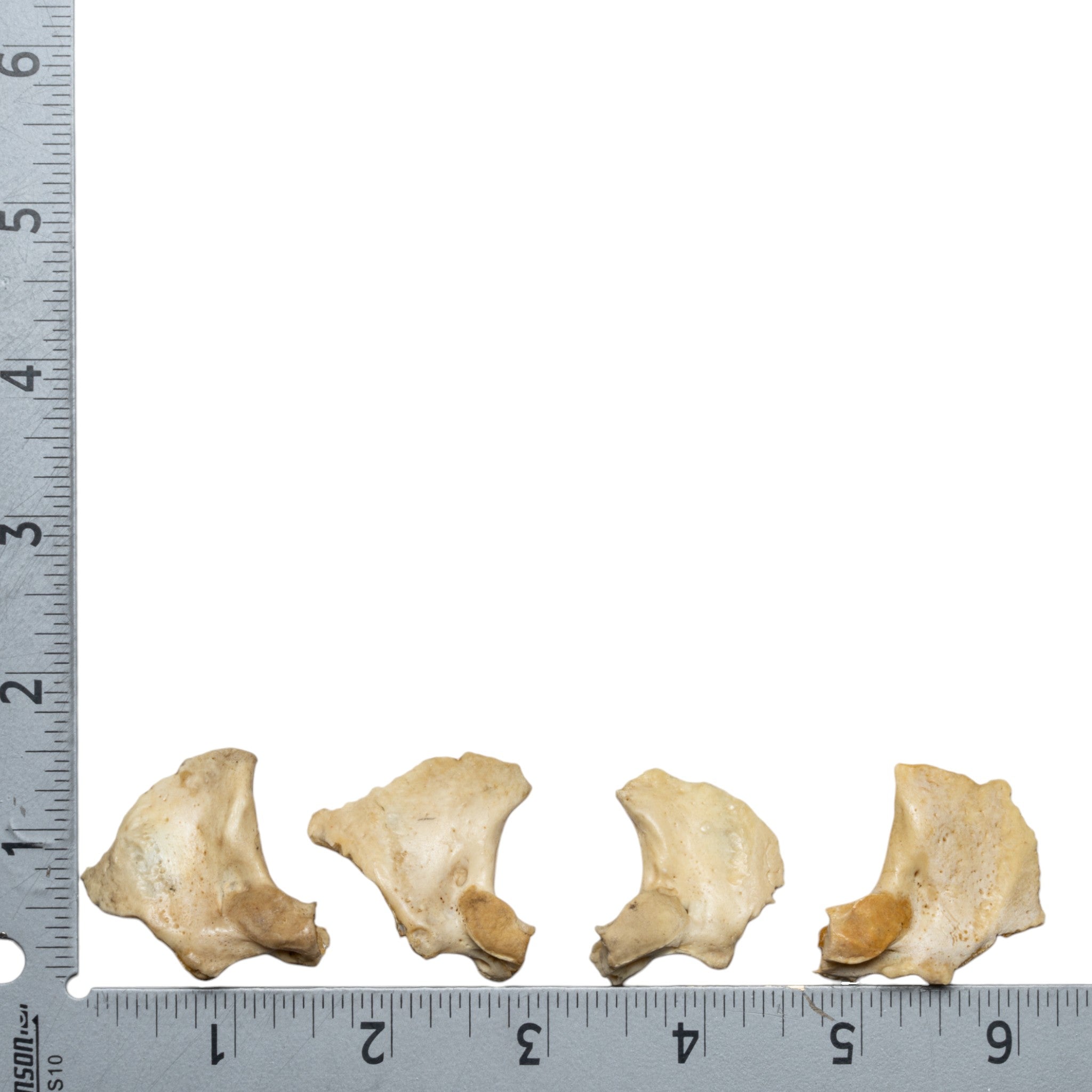Authentic Human Child Exoccipital Bone - Single Specimen for Medical Study, Anatomy Education & Research