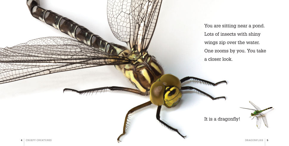 Dragonflies Book - ISBN 9781608183548 - Perfect for Nature Lovers & Insect Enthusiasts | Great for Educational Reading & Gift Giving