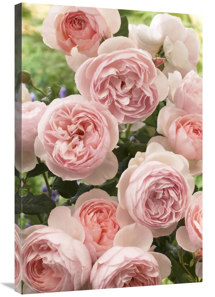 24 x 36 Inch Rose Heritage Variety Flowers Wall Art Print - Vintage Botanical Floral Painting for Living Room, Bedroom & Office Decor - Visionspictures