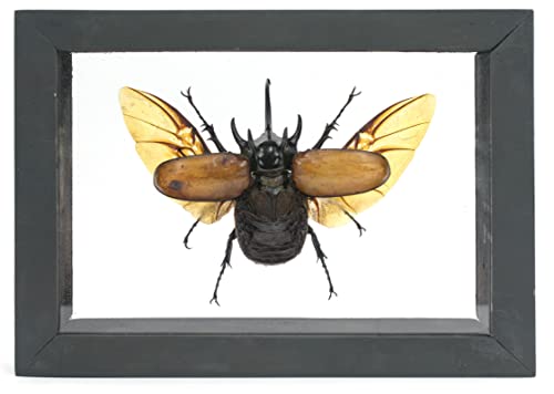 Black Wooden Box and Transparent Background