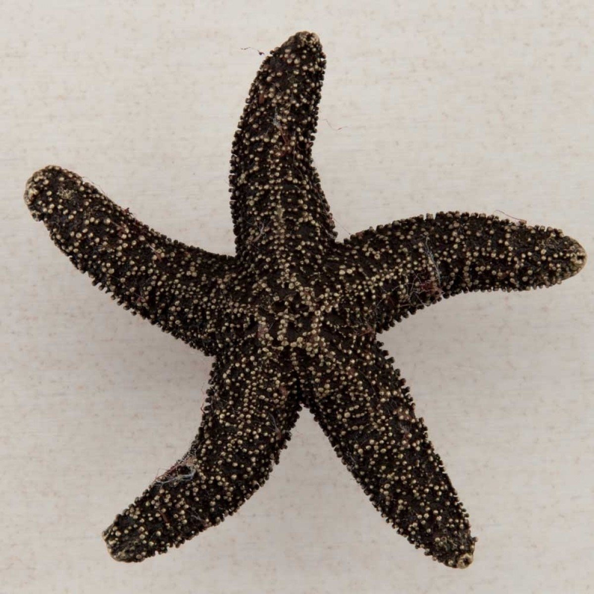 Artisan by Acorn Cabinet Knob - Antique Brass Starfish Drawer Pull for Dresser, Cabinet & Furniture (1 Knob) | Perfect for Bedroom, Bathroom & Kitchen Remodeling