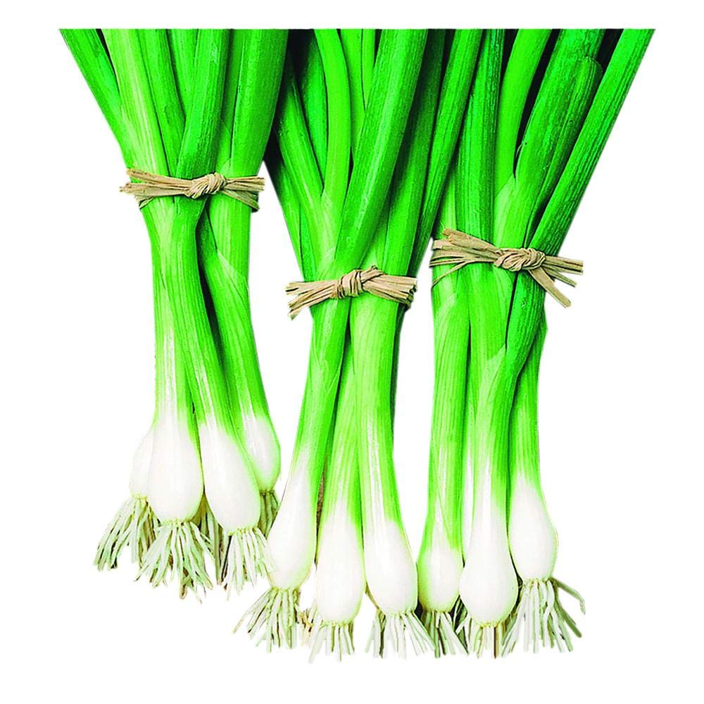 Park Seed Warrior Bunching Scallion Onion Seeds - 200 Pack | Easy to Grow, Fast-Germinating Spring Garden Seeds for Home Gardening, Cooking & Fresh Salads