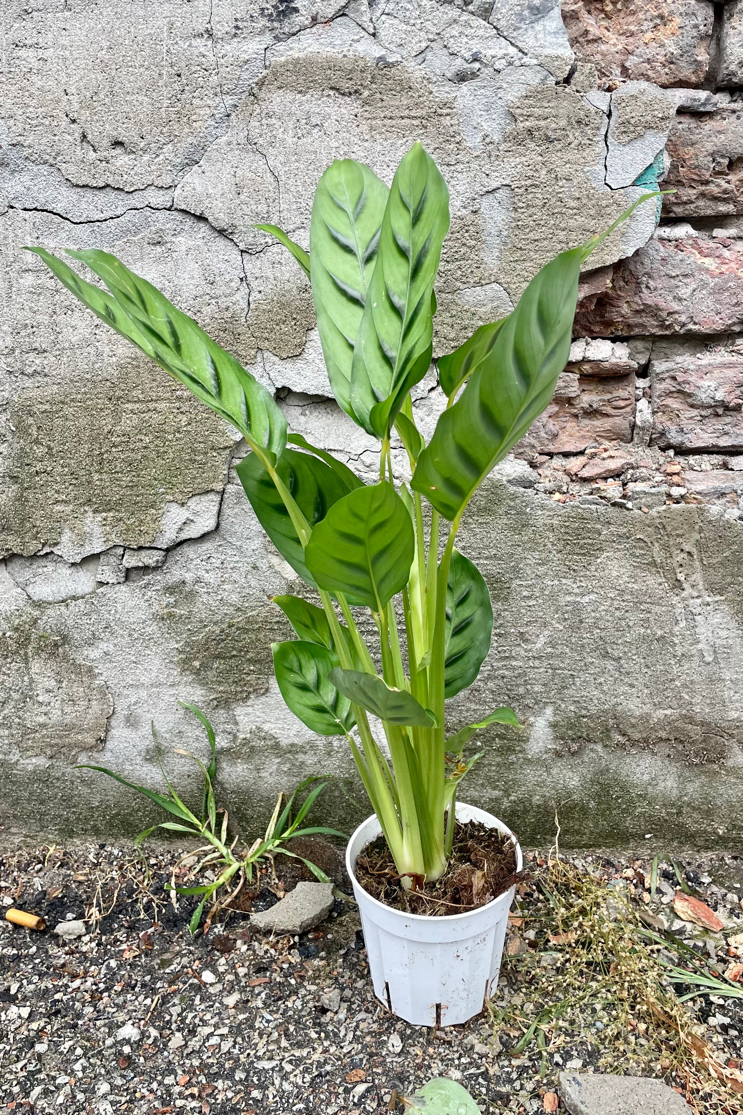 Calathea 'Leopardina' 4 Inch Live Plant - Rare Prayer Houseplant with Stunning Leopard-Patterned Leaves for Home & Office Decor