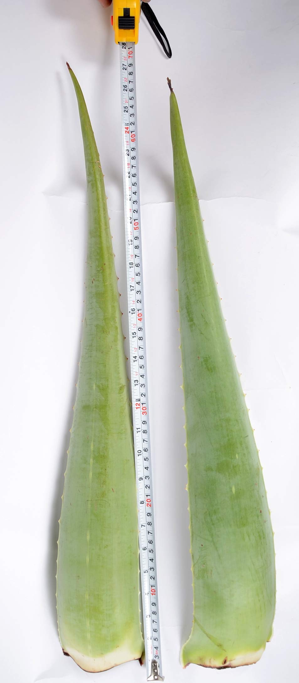 3 Pack Premium Organic Aloe Vera Leaves (Barbadensis Miller) for Skin Care, Hair Treatment & Natural Remedies