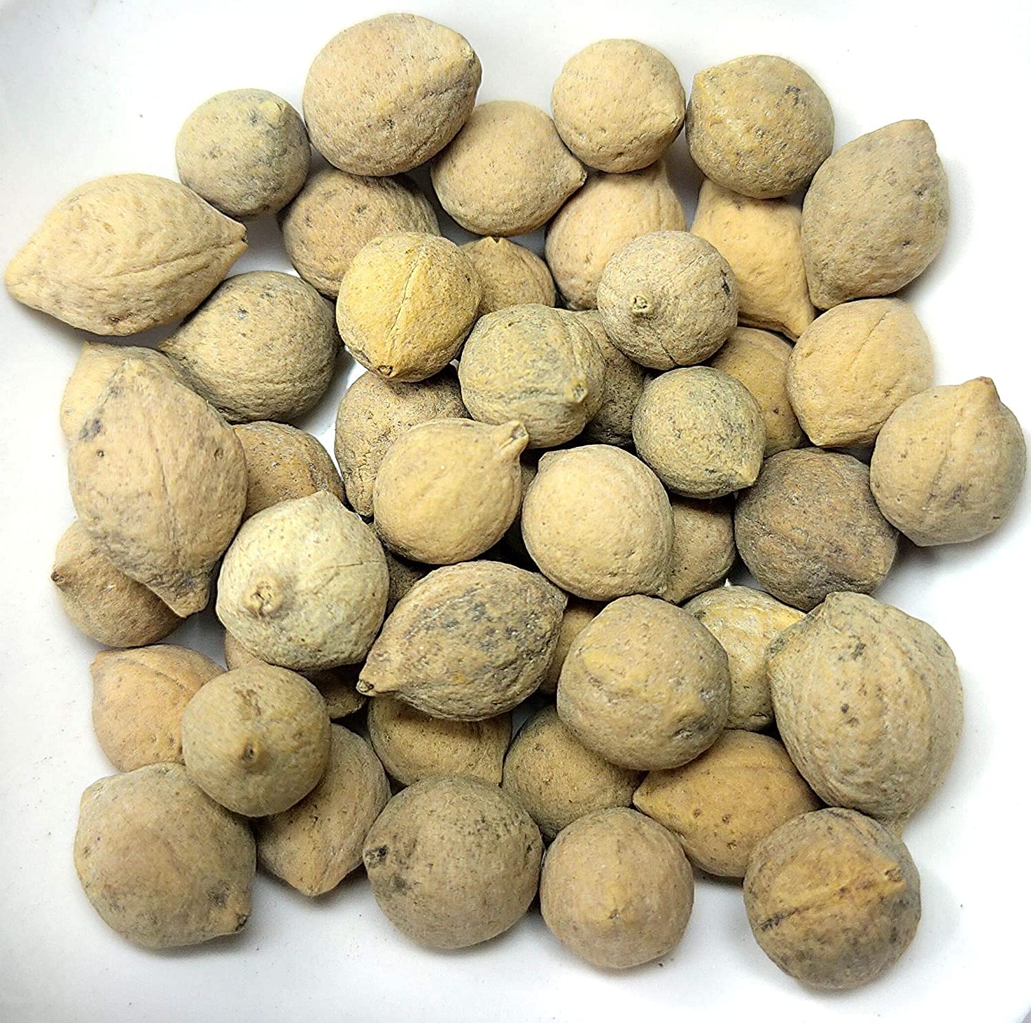 Putrajeevak Seeds (1 Kg) - Dcore Putrajivak Beej for Plant Growth & Fertility - Organic Ayurvedic Herbal Seeds for Gardening, Landscaping & Home Remedies