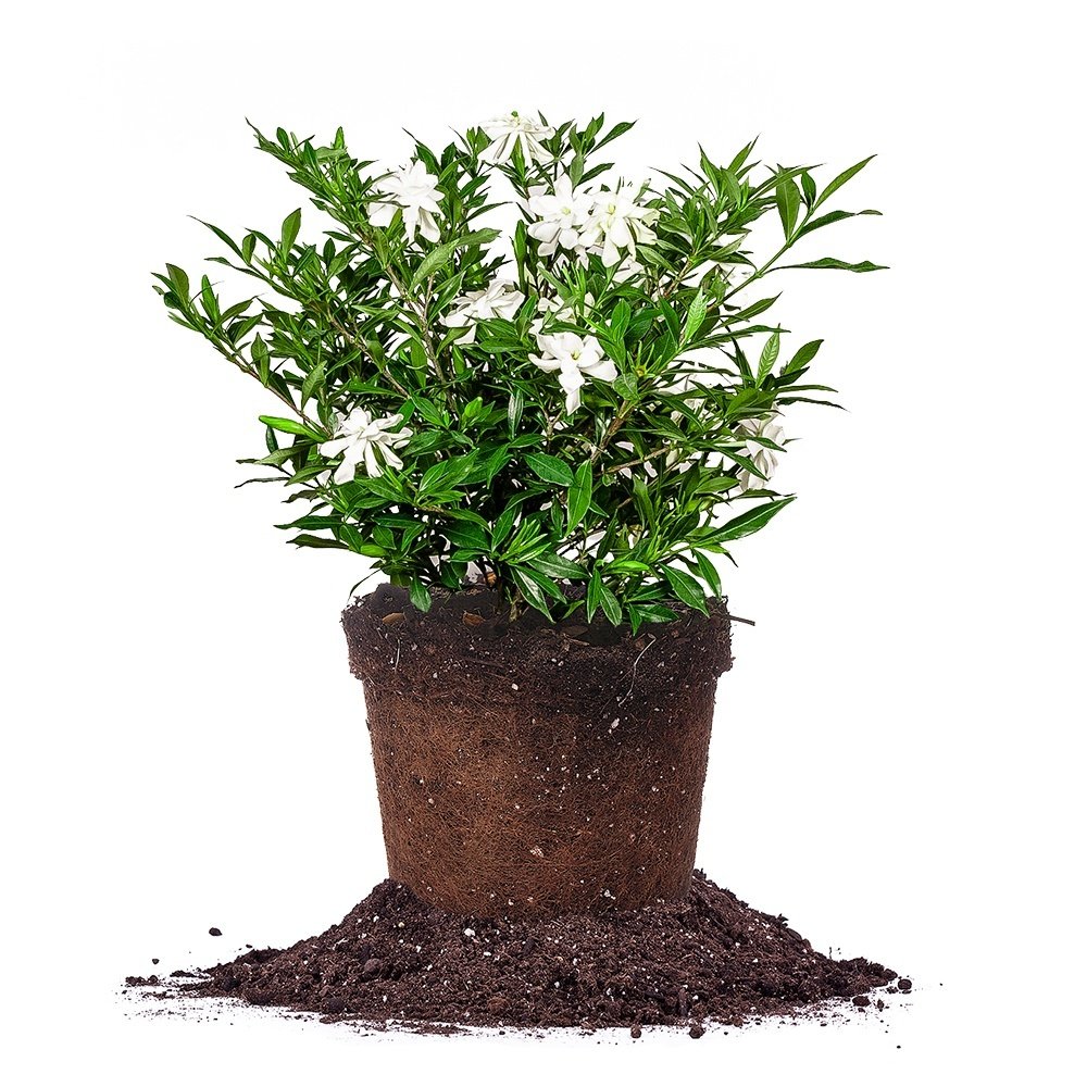 Frostproof Gardenia Live Plant - 3 Gallon Pot | Evergreen Flowering Shrub for Landscaping, Patio & Garden Decor