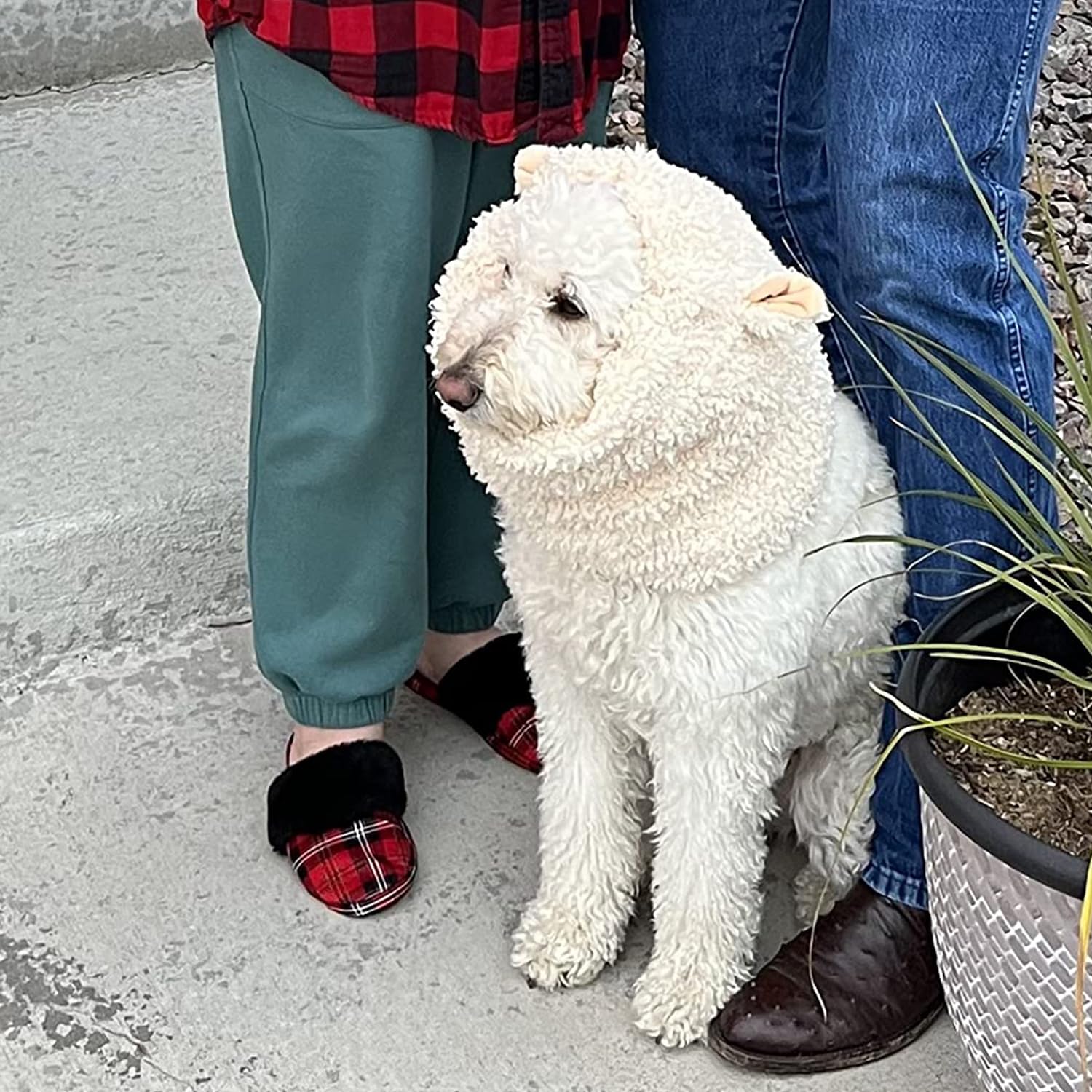 Funny Sheep Dog Costume - Cute Furry Pet Wig for Halloween & Christmas - Size L for Playful Dress-Up