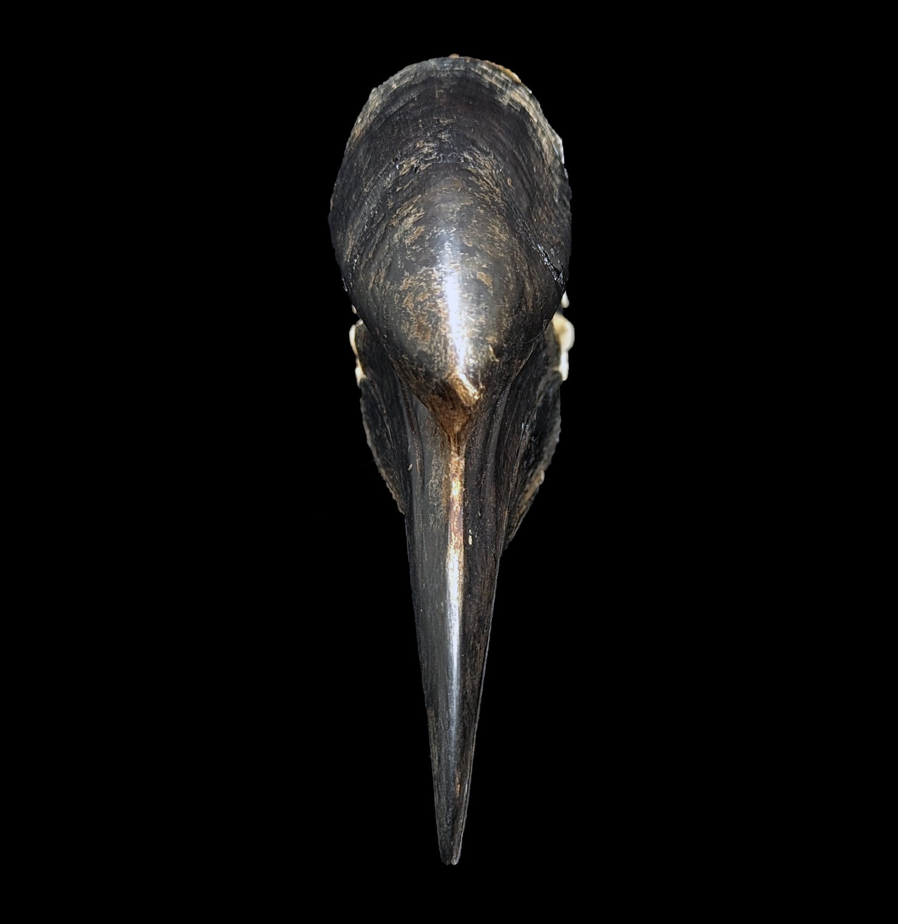 Black Casqued Hornbill Skull - Authentic Taxidermy Specimen for Home Decor, Gothic Collection & Unique Gifts - Perfect for Halloween, Dark Aesthetic & Oddity Displays