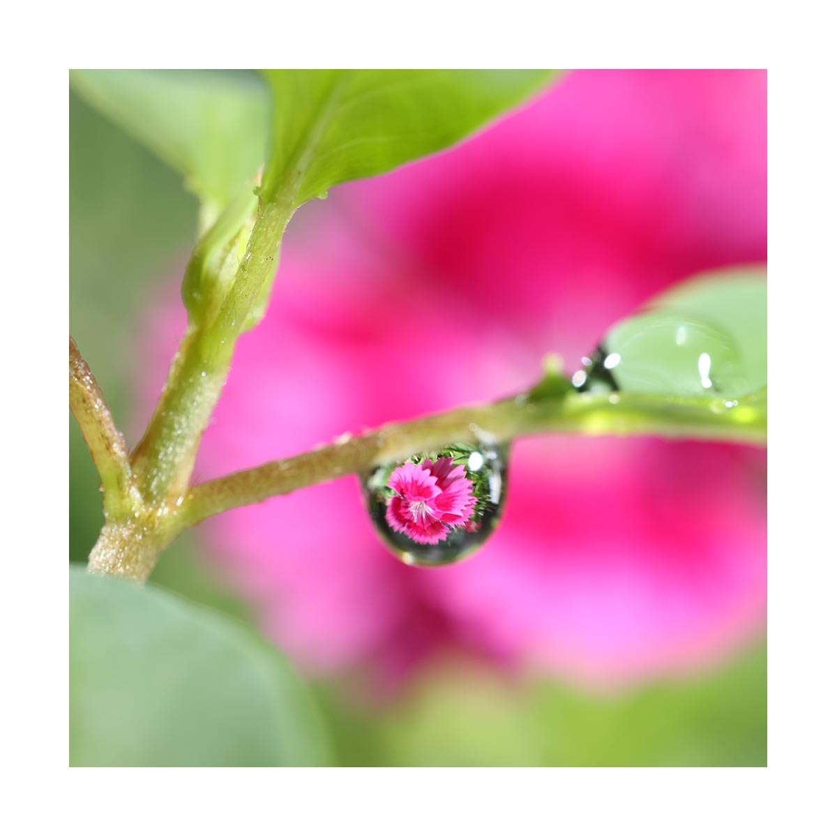 Canon RF 100mm F2.8 L Macro IS USM Lens for Professional Photography - Stunning Macro Shots, Portraits & Product Photography | Perfect for Wedding, Nature & Studio Shooting