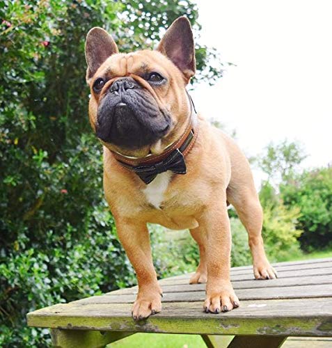 Premium Leather Bowtie Dog Collar - 2 Inch Wide Soft Padded Handmade in Europe - Stylish Pet Accessory for Weddings, Parties & Special Occasions