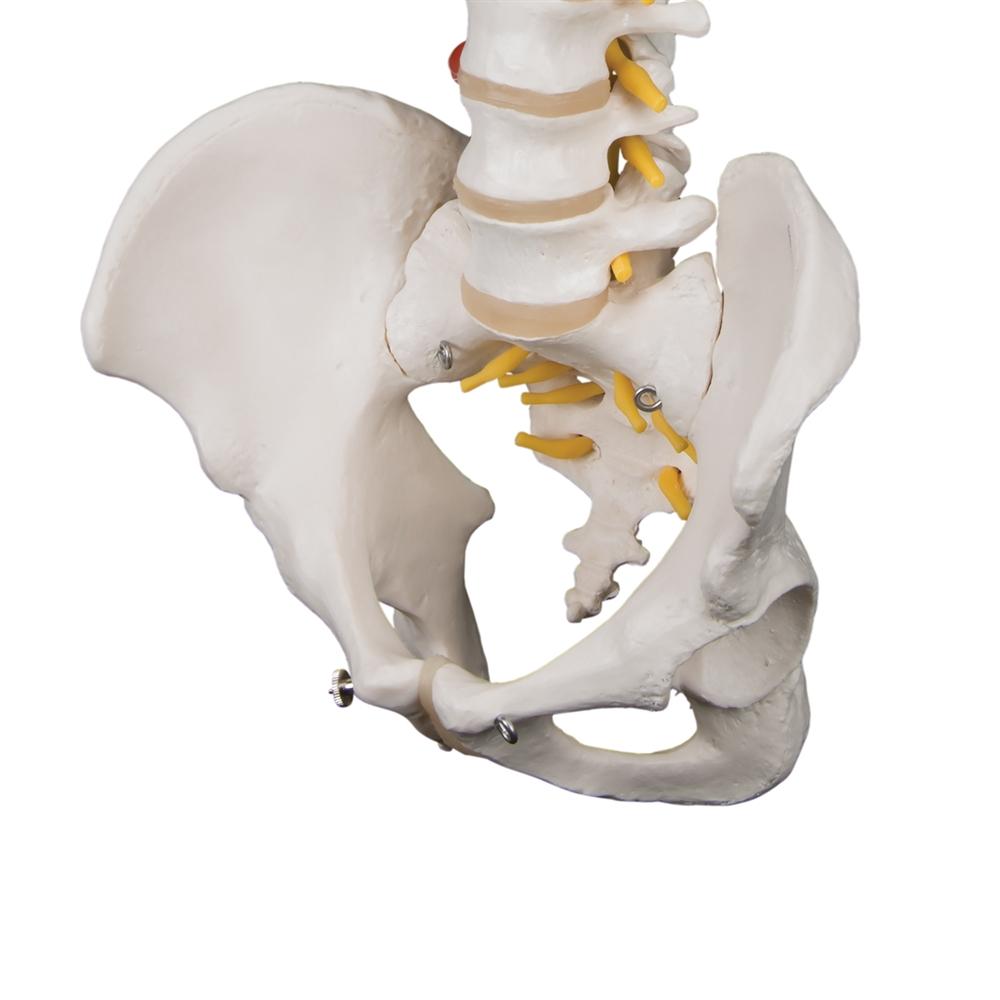 Highly Flexible Spine Model - Anatomical Human Vertebral Column for Medical Education & Training | Perfect for Students, Chiropractors & Physical Therapists