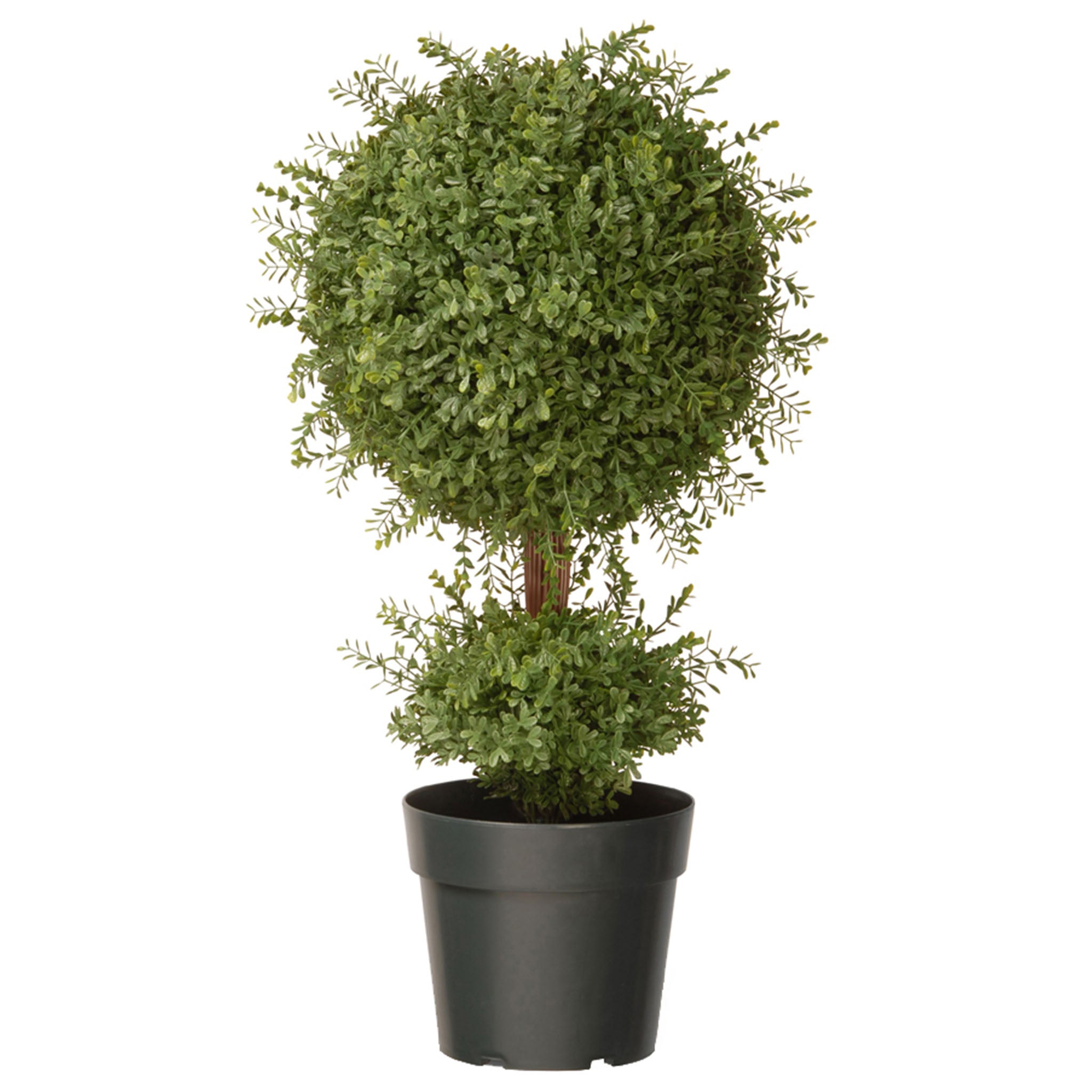 30 Inch Mini Tea Leaf Plant in Green Round Growers Pot - Perfect for Indoor Home Decor, Office Plants, and Gift Ideas