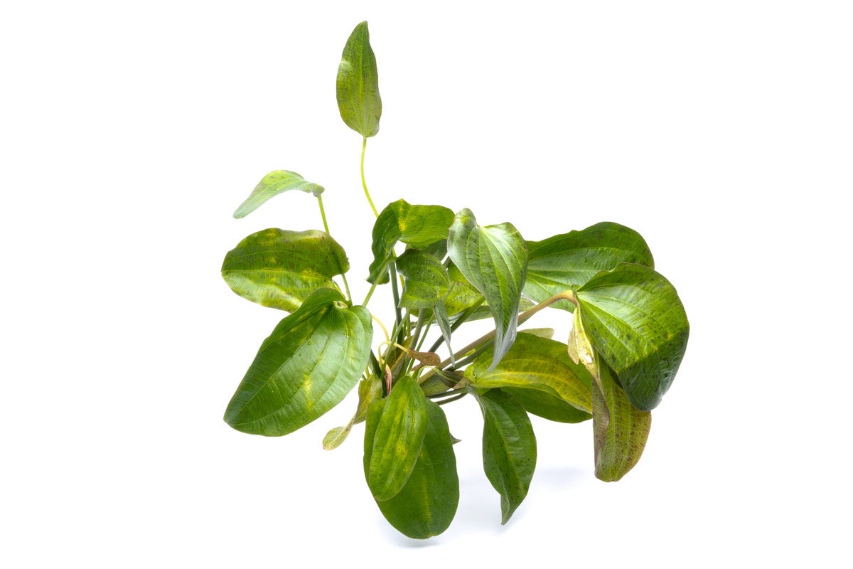 Echinodorus Paul Kloecker Live Aquarium Plant - Freshwater Aquatic Plant for Fish Tanks, Ponds & Aquascaping | Perfect for Beginners & Planted Aquariums