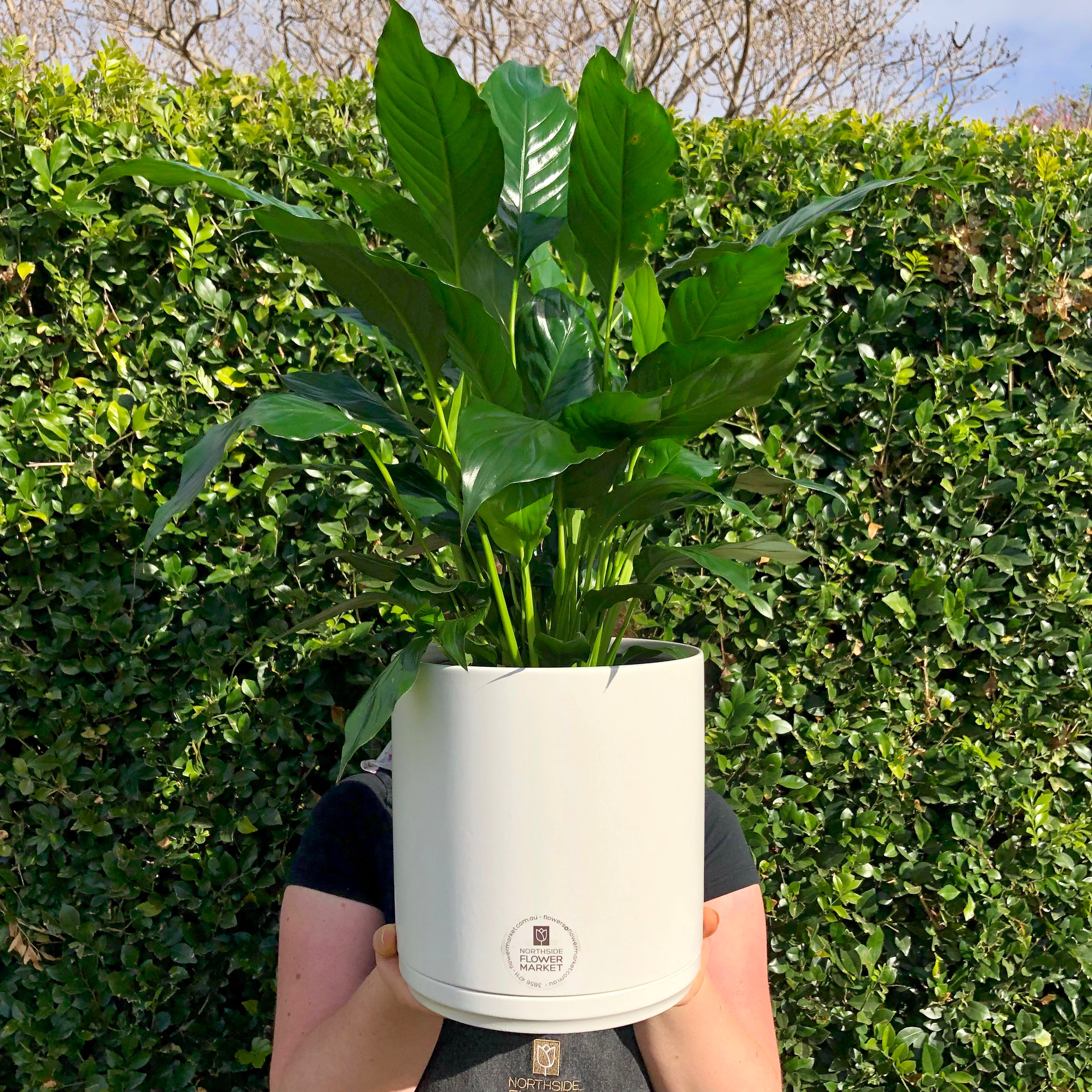 Peace Lily (Spathiphyllum) Houseplant in Decorative Planter - Perfect for Home Office Decor & Air Purifying Indoor Plants