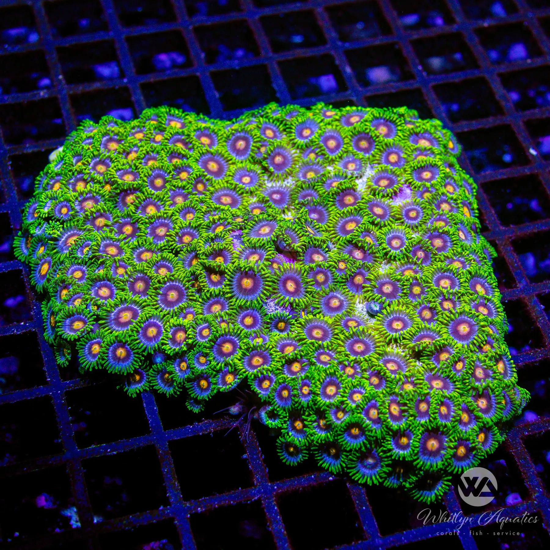 Auction A05 Blowpop Zoa Coral Colony (~5 Polyps) - WYSIWYG Live Coral for Saltwater Aquariums & Reef Tanks