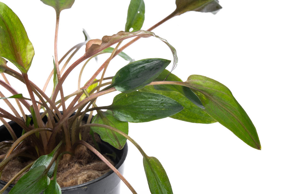 Cryptocoryne Florida Sunset Live Aquarium Plant - Easy Care Aquatic Plant for Freshwater Fish Tanks | Perfect for Aquascaping, Shrimp Tanks & Community Aquariums