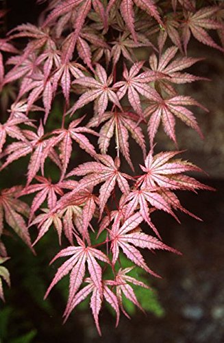 Olsen's Frosted Strawberry Japanese Maple Tree - 2 Year Old Live Plant for Landscaping, Garden Decor, and Outdoor Ornamental Use
