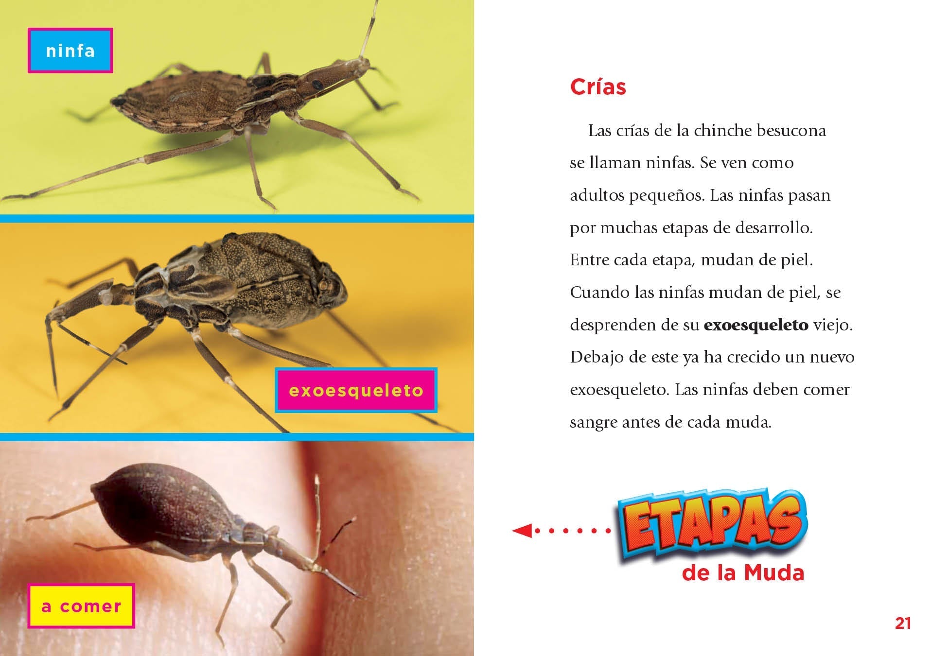 Kissing Bug Trap - Effective Solution for Bed Bugs & Kissing Bugs | Home & Travel Protection