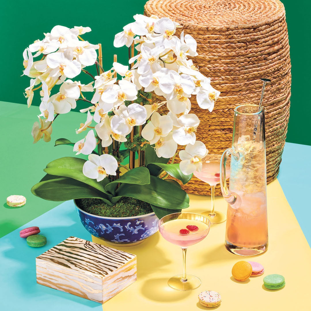Premium Phalaenopsis Orchid Plants - Elegant & Long-Lasting Indoor Flowers for Home Decor, Office, and Gifts