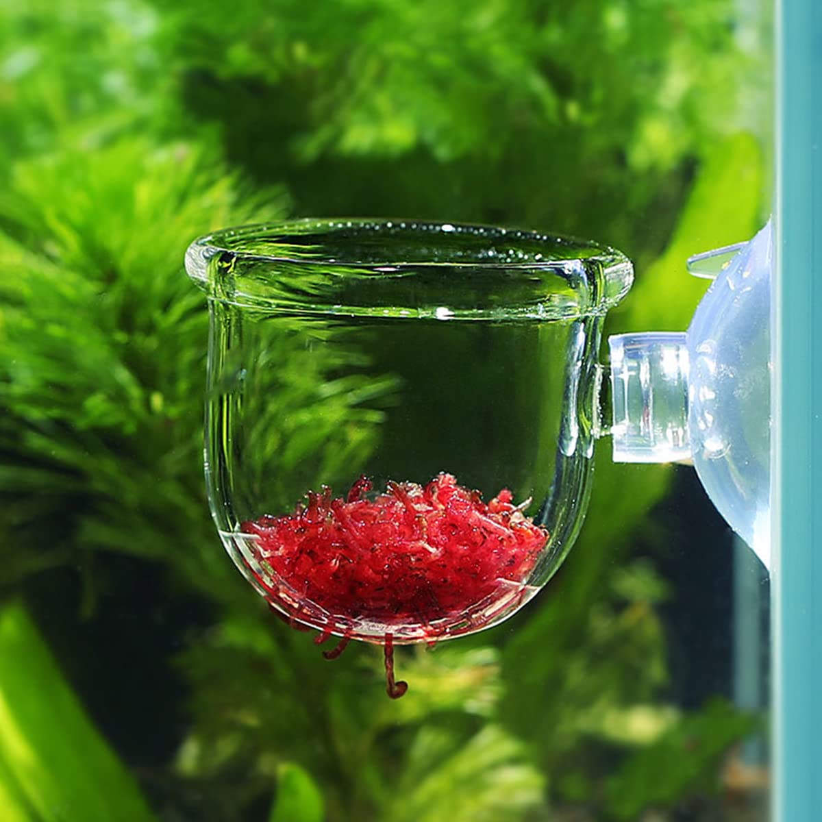 Glass Aquarium Fish Feeder with Suction - Perfect for Shrimp & Plant Tanks