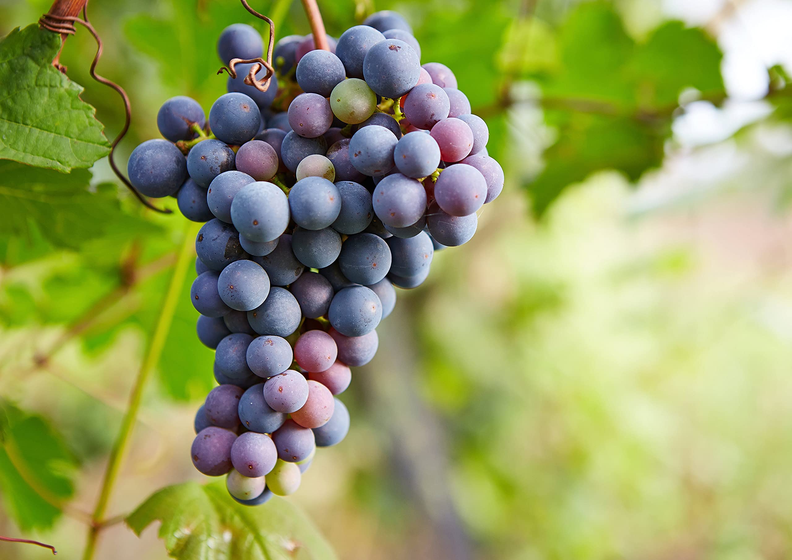 California Zante Currant Raisins 16lbs - Sun-Dried Seedless Grapes, Unsweetened, Unsulfured, Vegan, Kosher, Bulk - Healthy Snack for Trail Mix, Baking, Cereal & Yogurt Topping