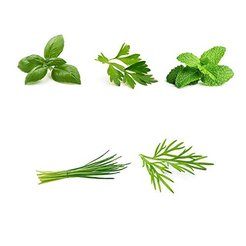 Organic Herb Garden Seeds Collection - 5 Culinary Herb Seeds Pack (Basil, Parsley, Mint, Chives, Dill) - Non-GMO Heirloom Seeds for Planting Indoor/Outdoor - Perfect for Kitchen Gardening, DIY Gifts & Homegrown Seasonings