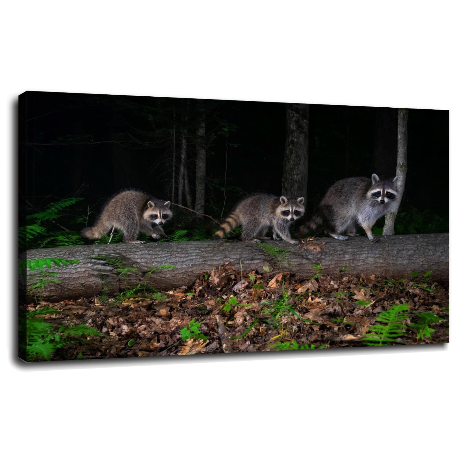 Raccoon Canvas Wall Art - Animal Poster for Bedroom, Home Office & Living Room Decor - Framed 36x20 Inches - Perfect for Wildlife Lovers & Nature-Themed Interior Design