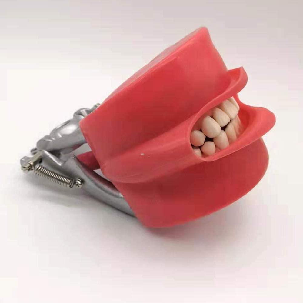 Professional Dental Full Mouth Detachable Tooth Simulation Model with 28PCS Teeth - Perfect for Dental Students, Dentists & Orthodontic Training, Classroom Demonstrations & Patient Education