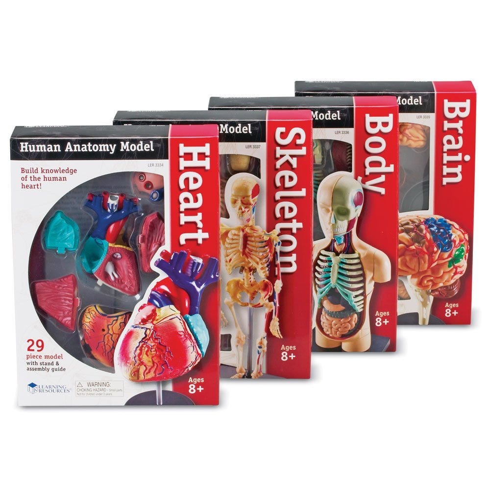 Human Anatomy Models Set - Detailed 3D Organ & Skeleton Models for Medical Students, Doctors & Science Enthusiasts | Perfect for Classroom Learning, Medical Training & Home Study