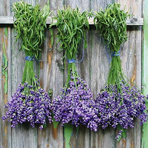 Eden Brothers Non-GMO Munstead Lavender Seeds for Planting - 1 oz Packet | Fragrant Herb Seeds for Gardens, Landscaping & Containers | Grows in Zones 5-9, Spring/Fall Planting | Perfect for Aromatherapy, Culinary Use & Pollinator Gardens