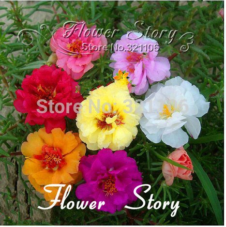 500 Mixed Color Moss-rose Purslane Double Flower Seeds for Garden, Landscaping & Container Planting - Drought Tolerant Ground Cover Plants