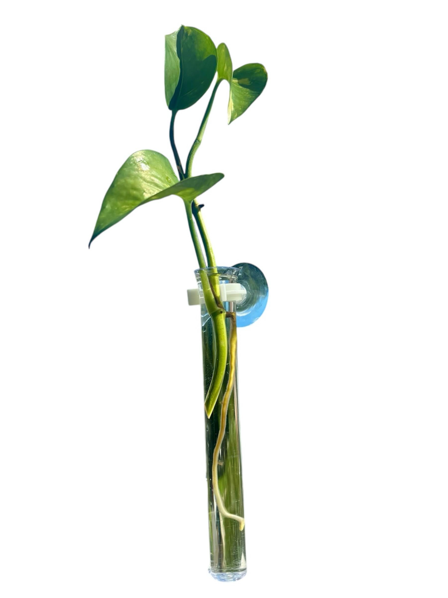 12 Clear Plastic Propagation Vases with Suction Cups - Hydroponic Plant Growers, Window & Mirror Decor for Indoor Gardening - Perfect for Herbs, Succulents & Home Decor Projects