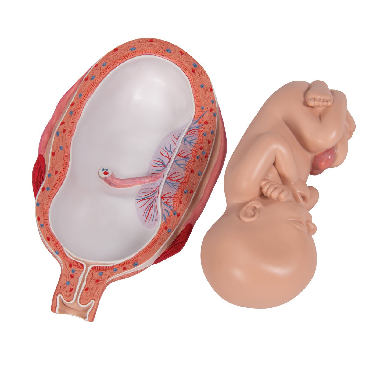 7 Month Fetus Model with 3B Smart Anatomy L10 8 - Perfect for Medical Education, Nursing Training & Anatomy Studies