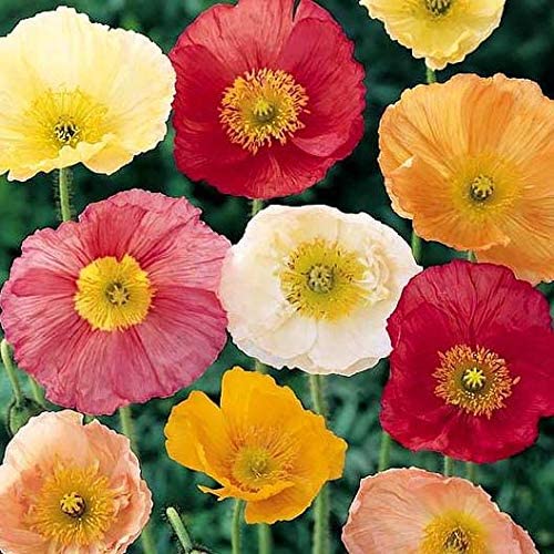 Iceland Poppy Seeds Mix - 3000 Heirloom Non-GMO Flower Seeds (Papaver nudicaule) by Isla's Garden - Perfect for Cottage Gardens, Borders & Cut Flower Arrangements