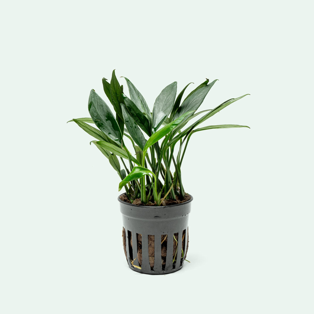 Anubias Congensis Mini Live Aquarium Plant - Easy Low Light Freshwater Aquatic Plant for Fish Tanks, Aquascaping & Nano Tanks