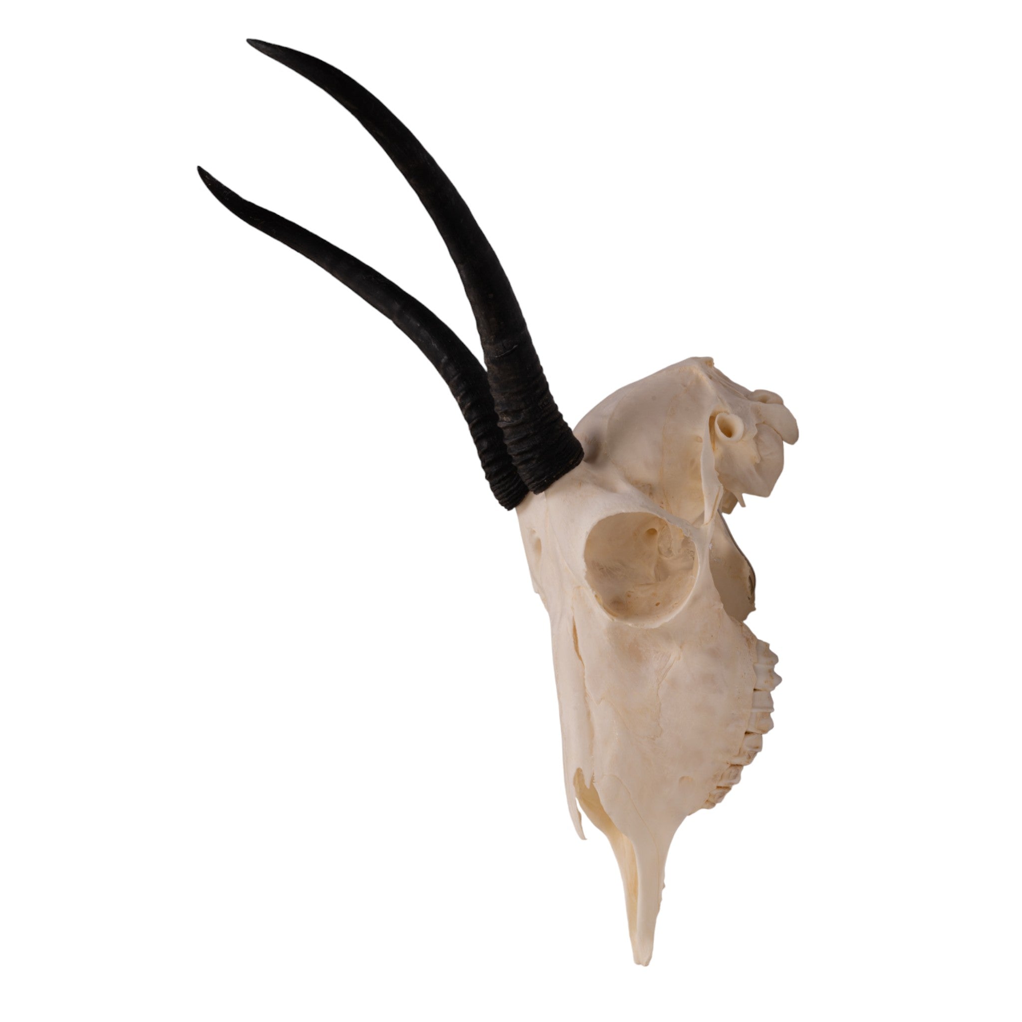 Authentic Female Springbok Skull Taxidermy - Rare African Wildlife Trophy for Home Decor, Hunting Lodge Display & Unique Gift Idea