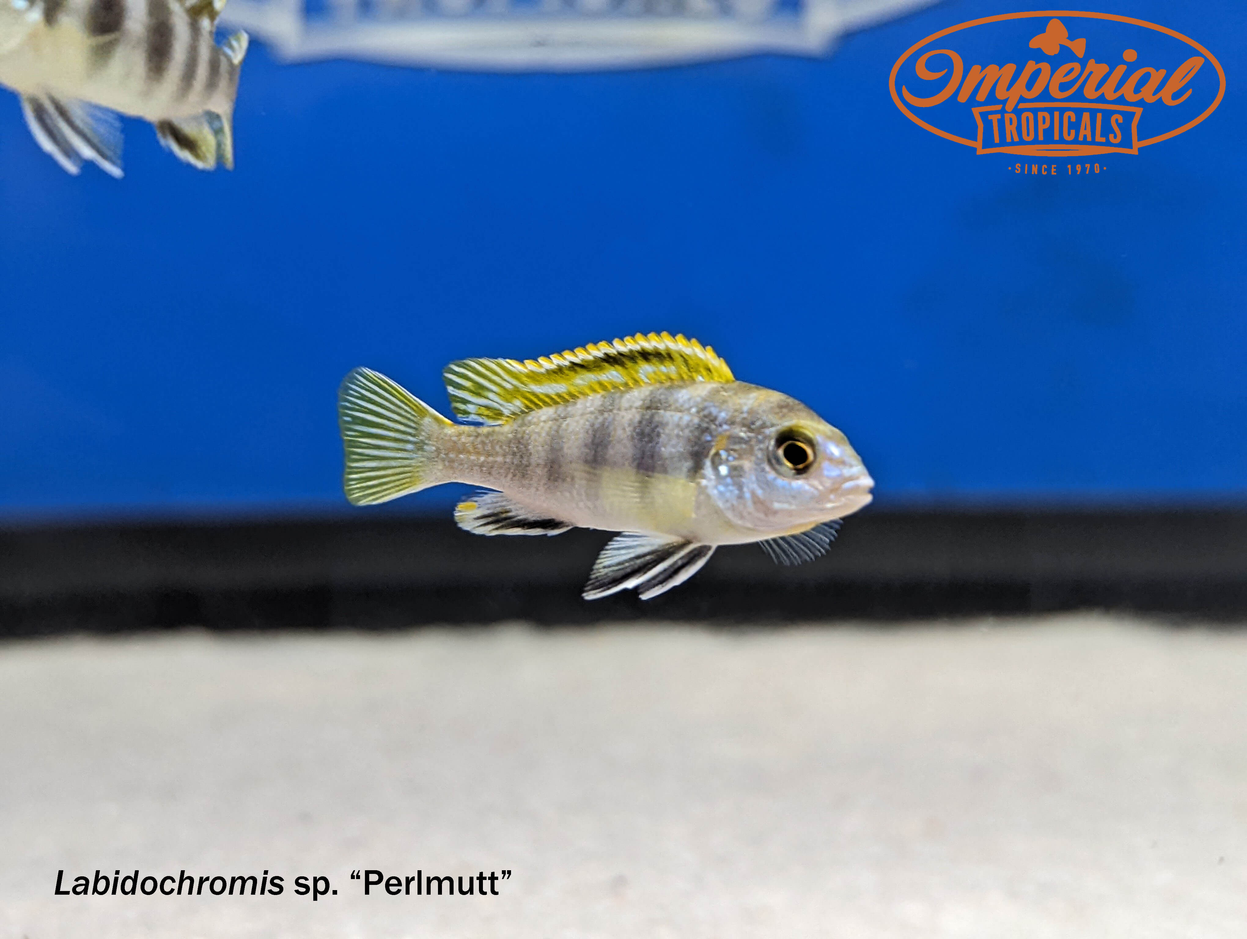 Perlmutt Labidochromis Cichlid Fish - Live Tropical Aquarium Fish for Freshwater Tanks, African Cichlid Species for Home Aquariums & Fish Tanks - Perfect for Aquascaping & Community Tanks