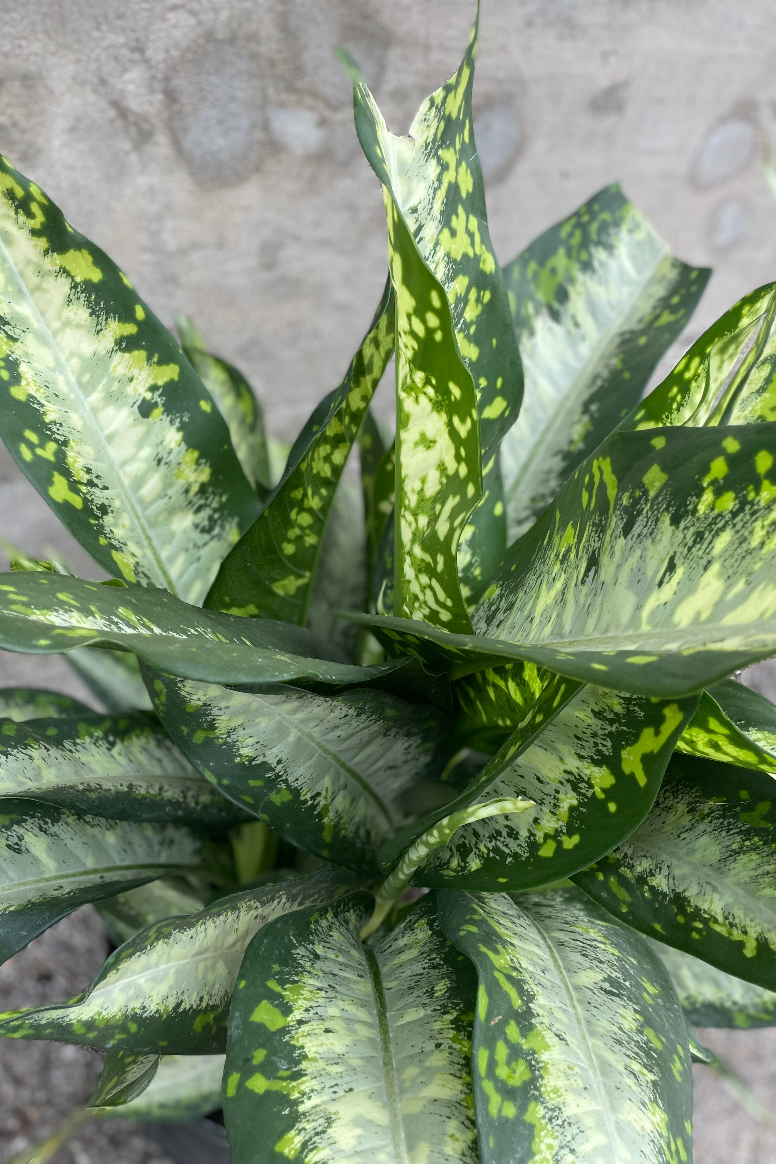 Dieffenbachia 'Panther' 14