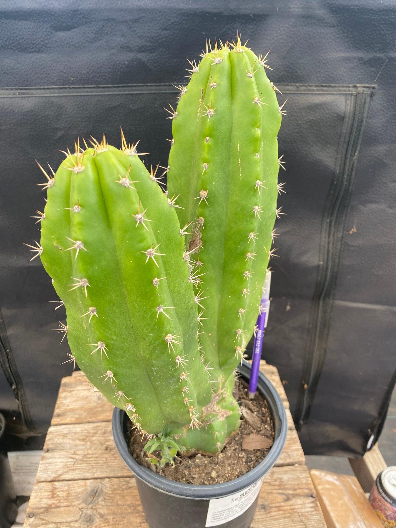 Exact Trichocereus Pachanoi Jimz Long Spine Cactus - 13.5 Inch Ornamental Desert Plant for Home Decor, Office, and Zen Garden