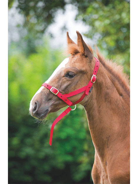 Premium Nylon Foal Slip - Lightweight & Durable Horse Training Halter for Foals - Perfect for Training, Grooming, and Handling Young Horses