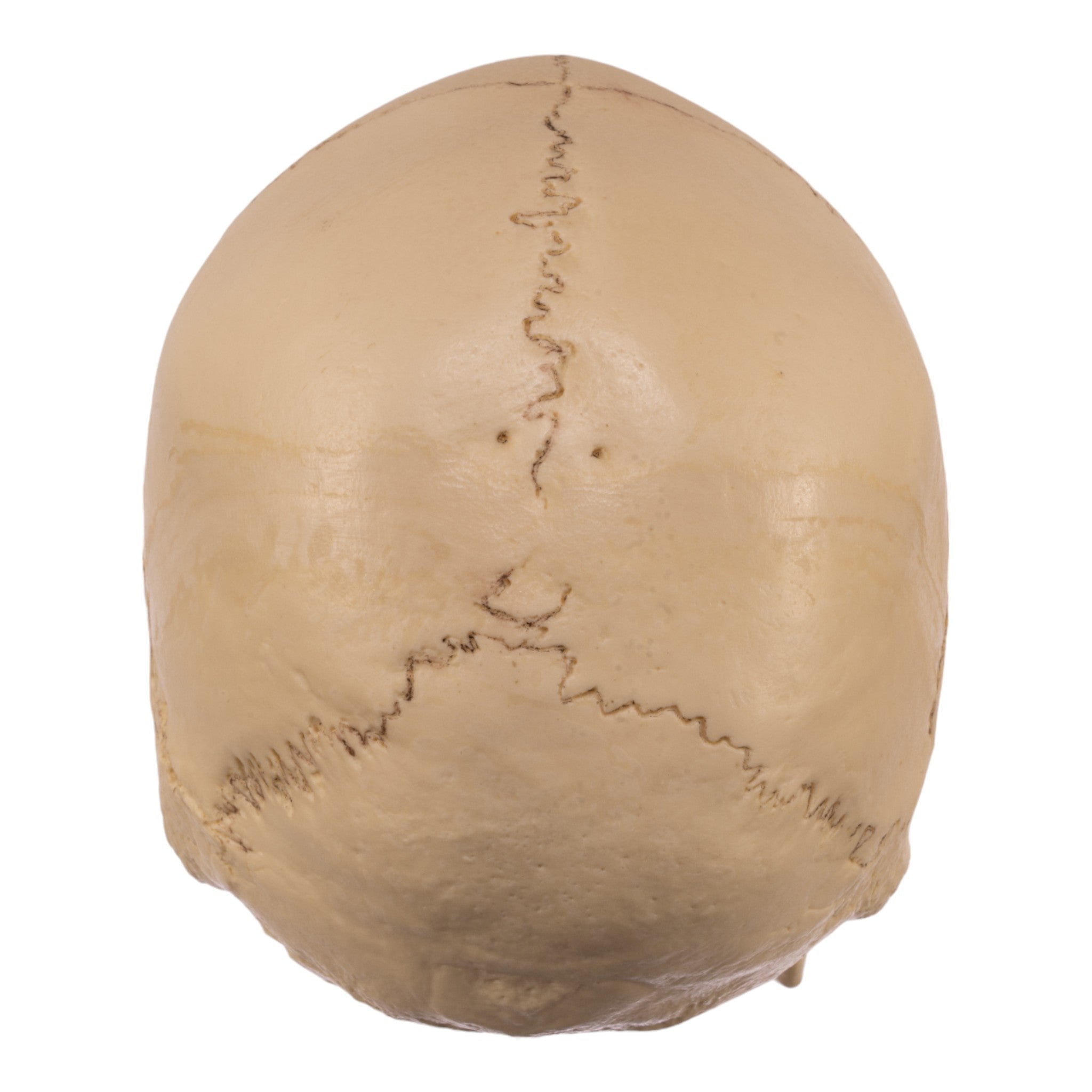 Realistic Asian Female Human Skull Replica - Perfect for Halloween Decor, Medical Study, and Horror Movie Props