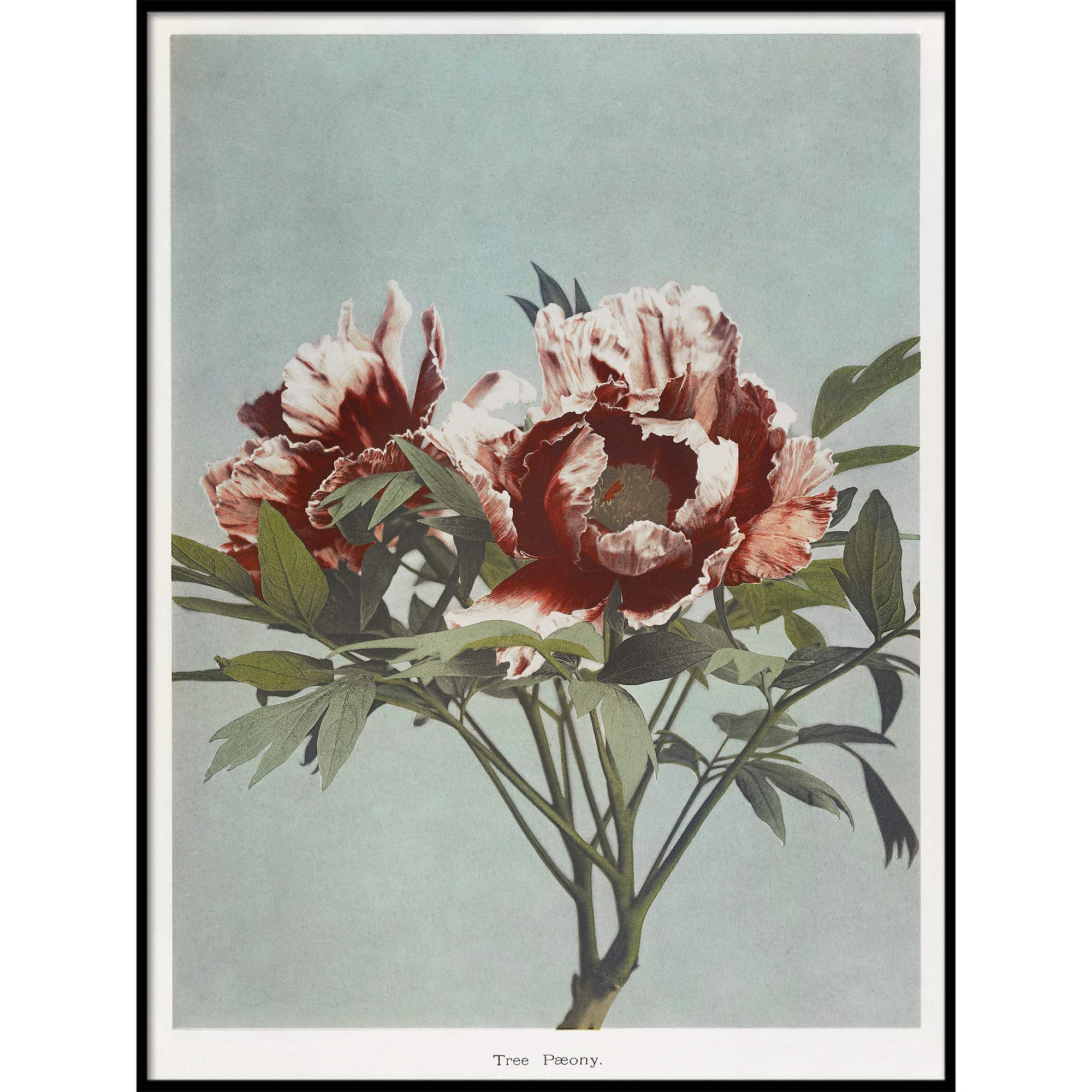 Vintage Peony Print Wall Art - Botanical Poster Decor for Kitchen, Living Room & Bedroom - Tree Peony Painting 9x11 Inches - Perfect for Home Decor, Housewarming Gift & Farmhouse Style