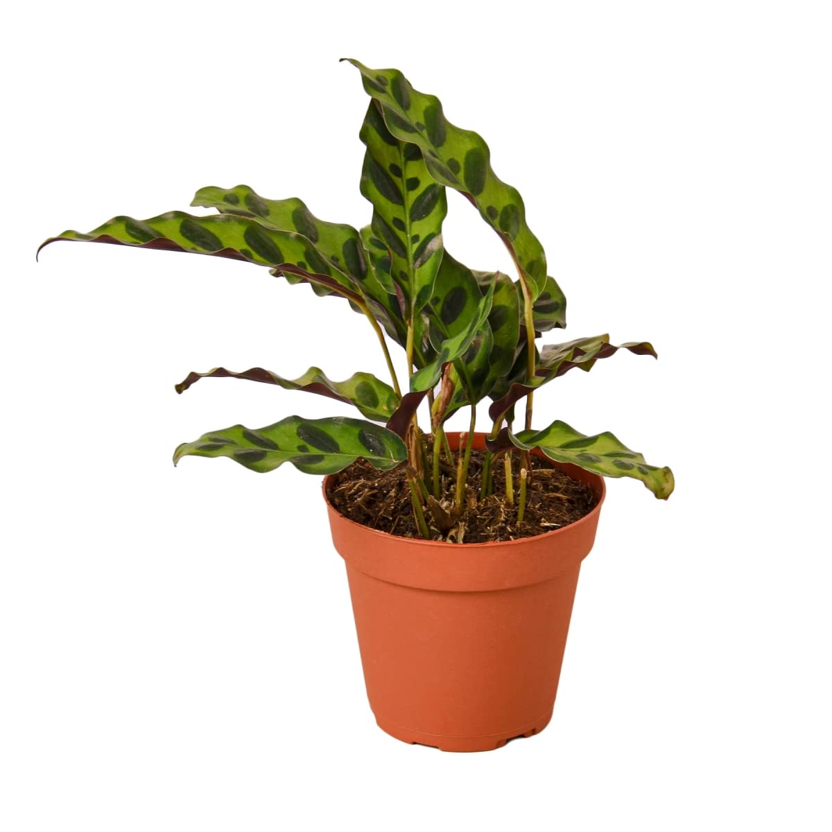 Calathea Rattlesnake (Lancifolia) Live House Plant in 6-Inch Pot - Low Light Indoor Plant for Home, Office & Apartment Decor