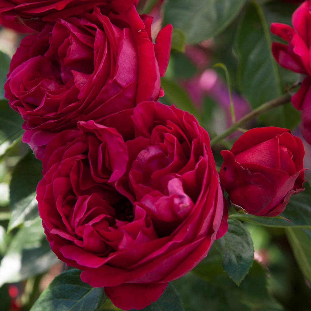Red Eden® Climbing Rose Bush - Live Heirloom Roses for Outdoor Planting | Perfect for Garden Trellises, Fences, and Landscaping