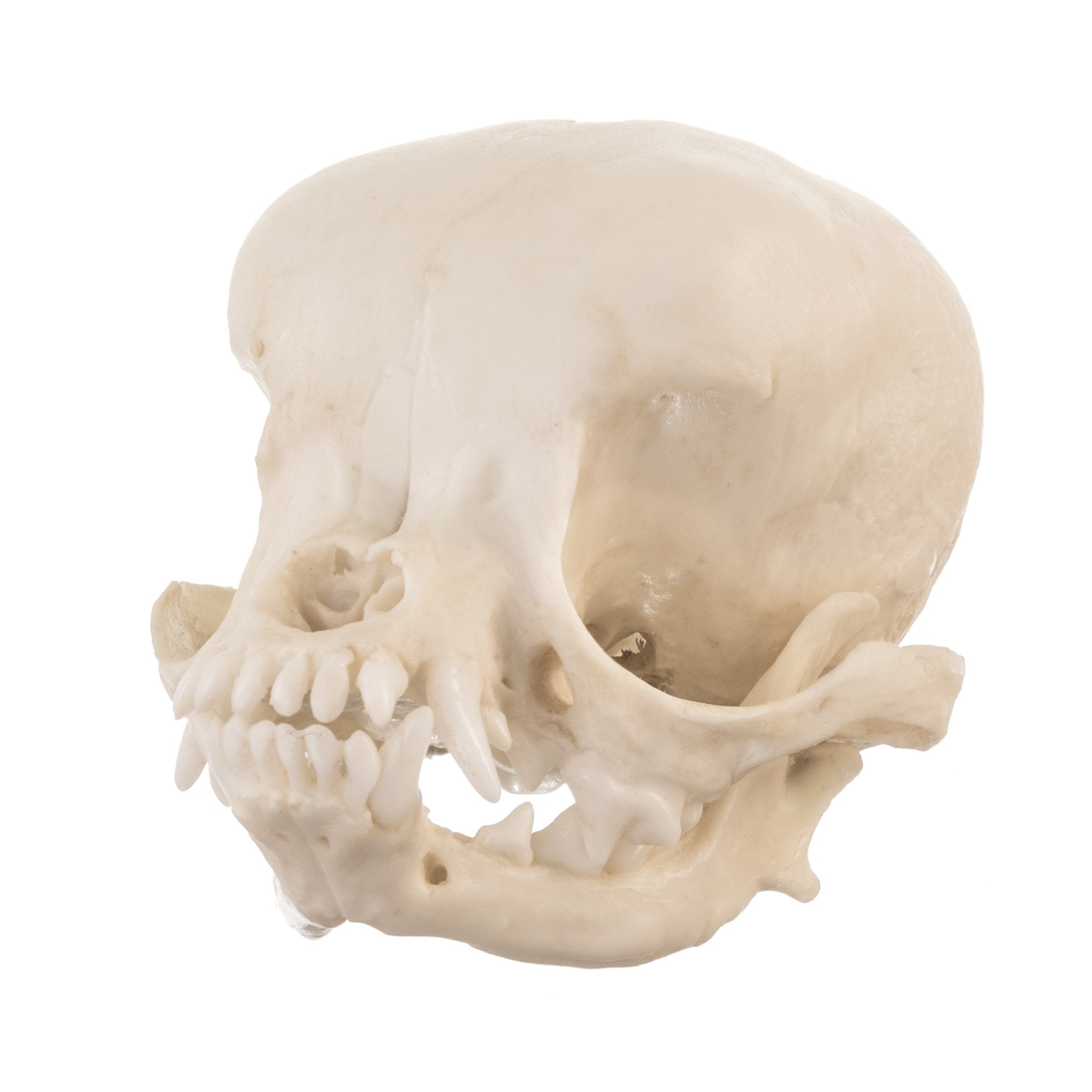 Authentic Replica Apple Head Chihuahua Dog Skull - Detailed Canine Anatomy Model for Veterinary Study, Halloween Decor & Taxidermy Display