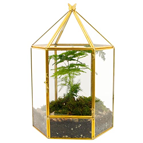 Gold Hexagonal