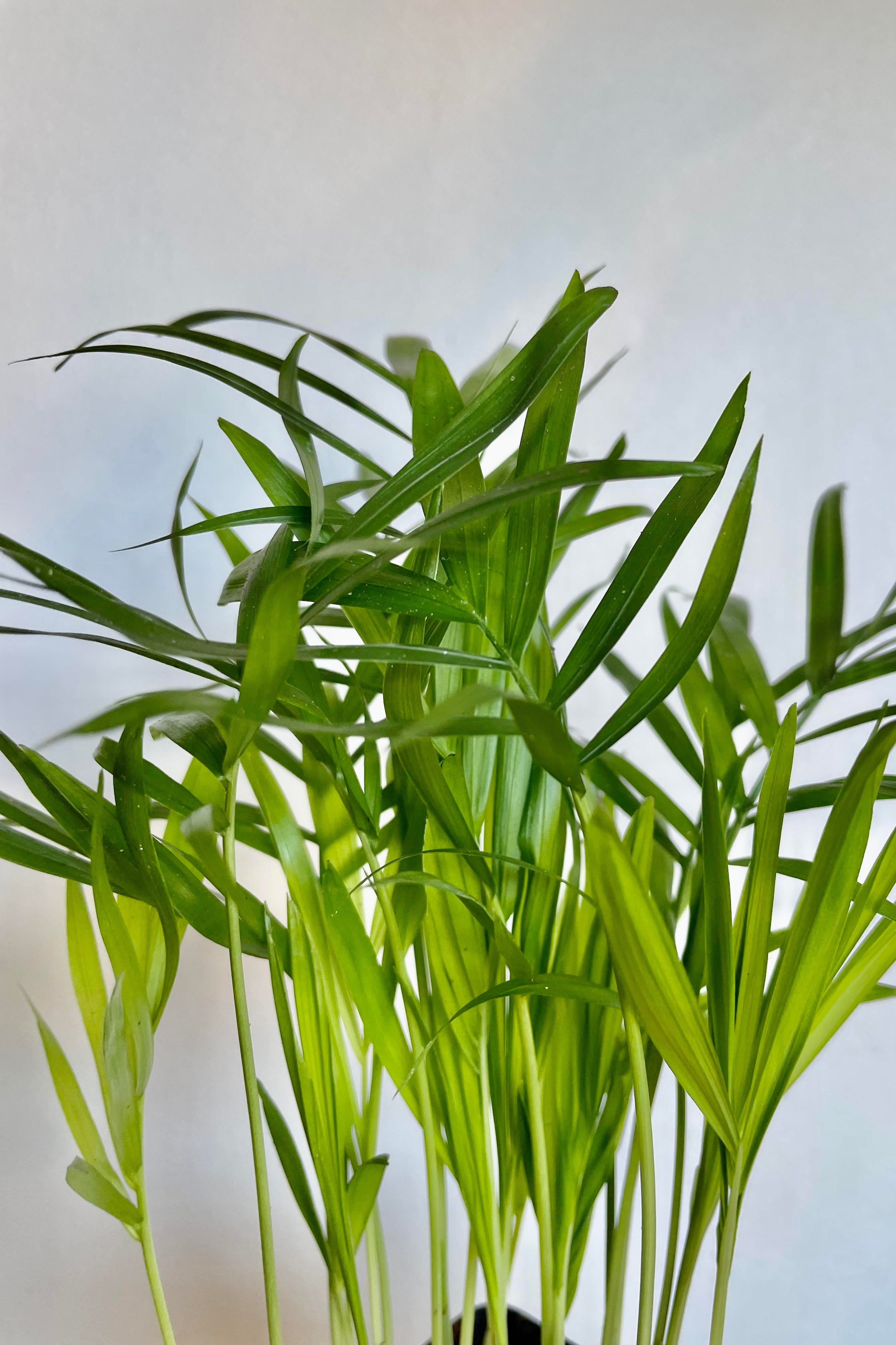 Chamaedorea Elegans Neanthe Bella Parlor Palm - 3 Pack Indoor House Plants for Home & Office Decor, Air Purifying, Low Light Spaces