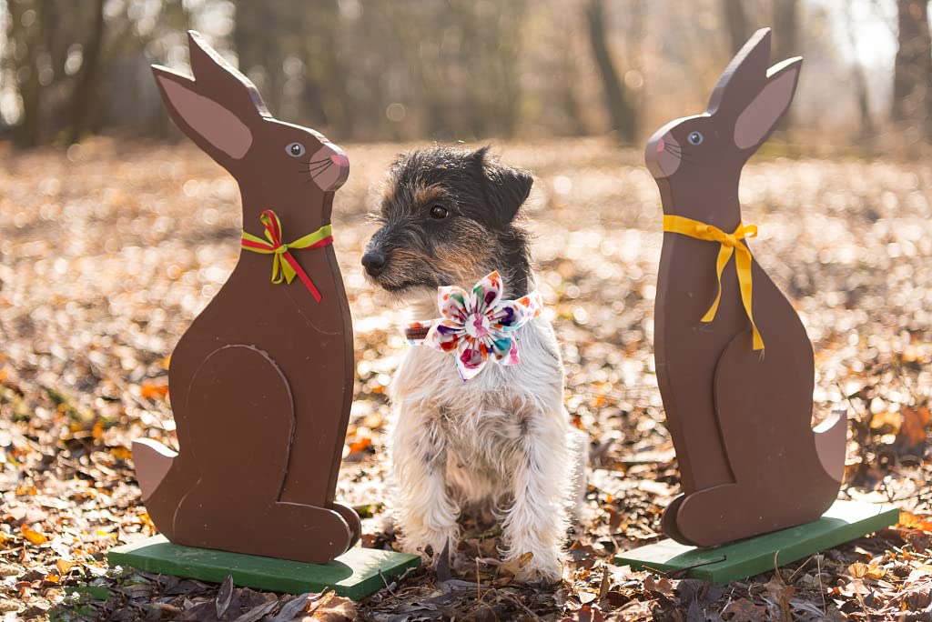 Easter Dog Collar with Flower Design - Adjustable Pet Collar for Small, Medium & Large Dogs - Perfect for Spring Walks & Easter Celebrations