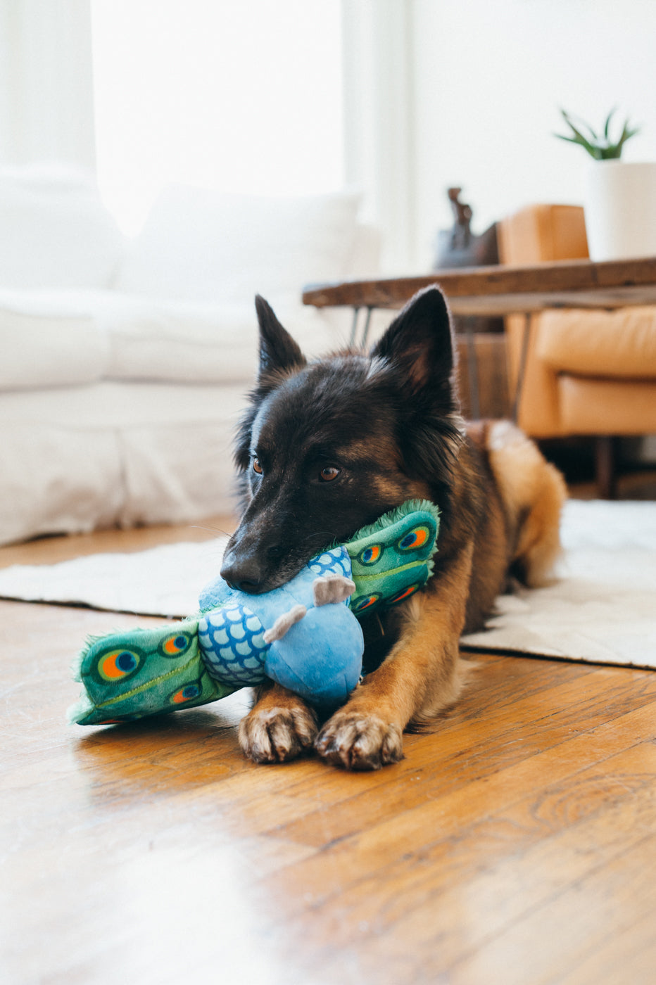 Percy the Peacock Plush Dog Toy - Fetching Flock™ Interactive Chew Toy for Dogs | Soft & Durable Pet P.L.A.Y. Toy for Fetch, Tug-of-War & Cuddling | Perfect for Playtime, Training & Comfort